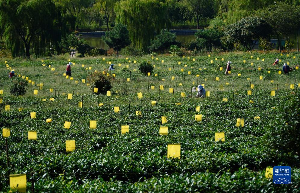免费金花辅助神器