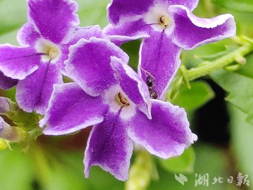 集结号捕鱼每日回血